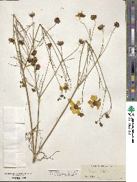 Coreopsis tinctoria image