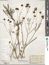 Coreopsis tinctoria image