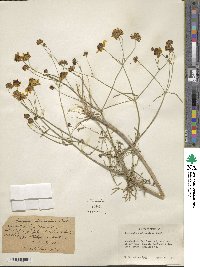 Coreopsis tinctoria image