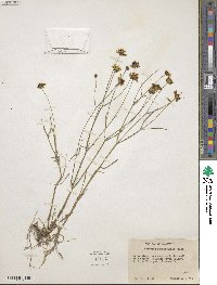 Coreopsis tinctoria image