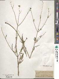 Image of Bidens aurea