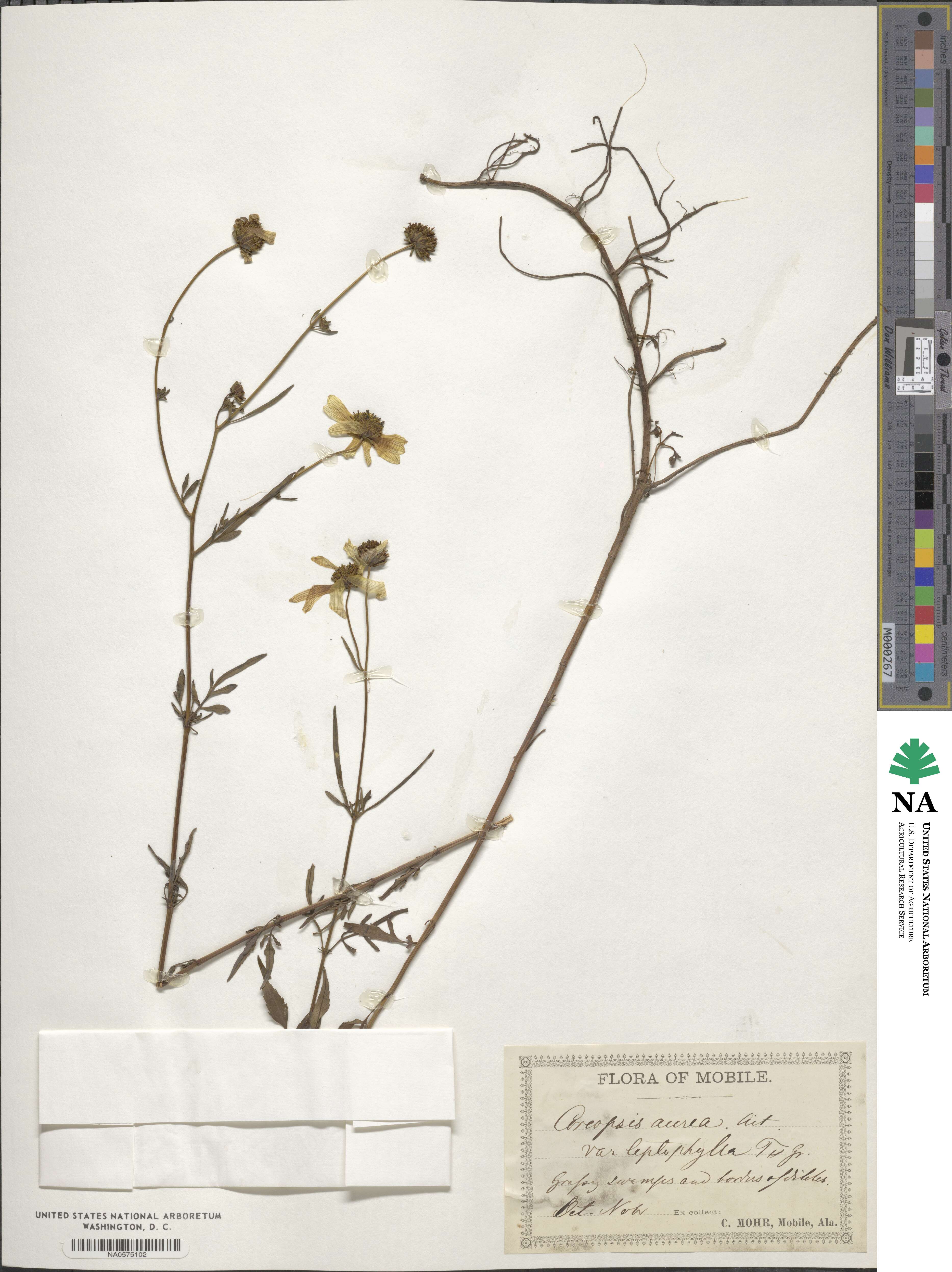 Bidens aurea image