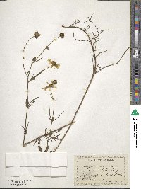 Bidens aurea image