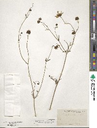 Bidens aurea image