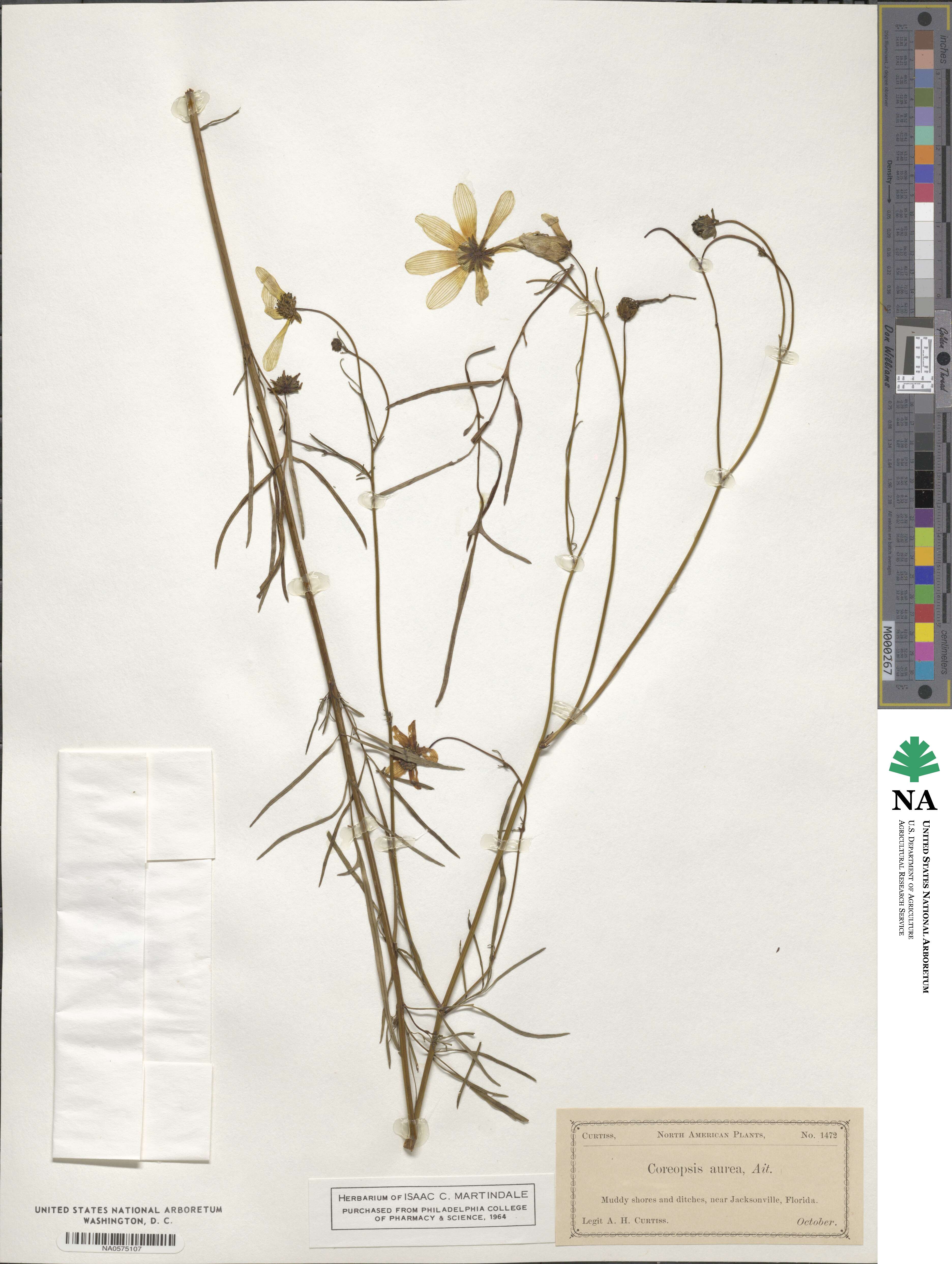 Bidens aurea image