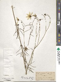 Bidens aurea image