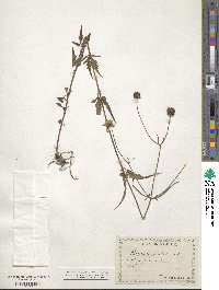 Bidens aurea image