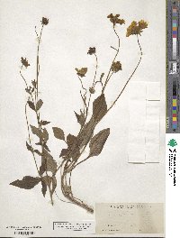 Coreopsis auriculata image