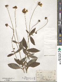 Coreopsis auriculata image