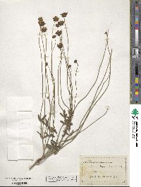 Coreopsis auriculata image