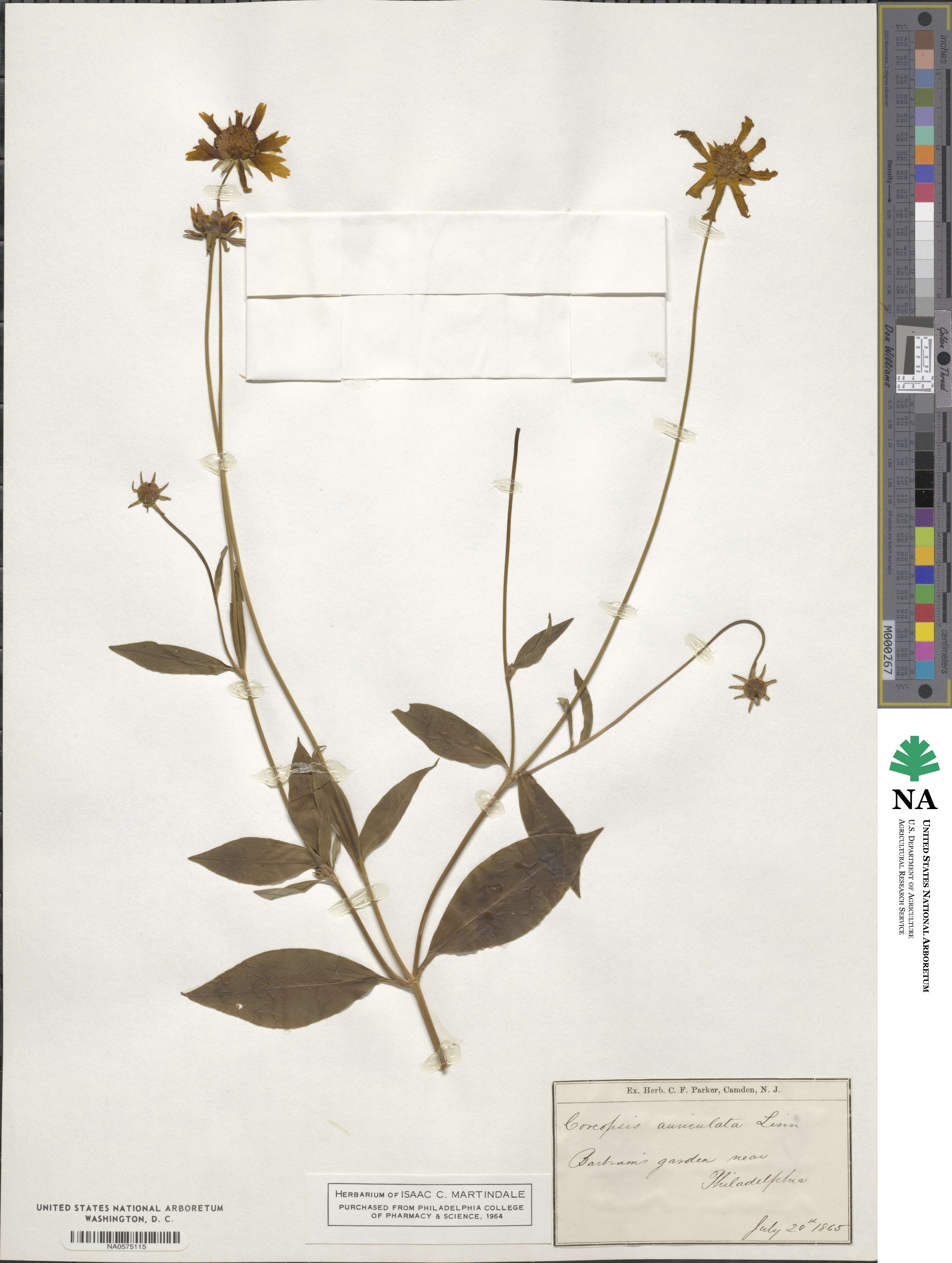 Coreopsis auriculata image