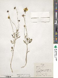 Coreopsis auriculata image