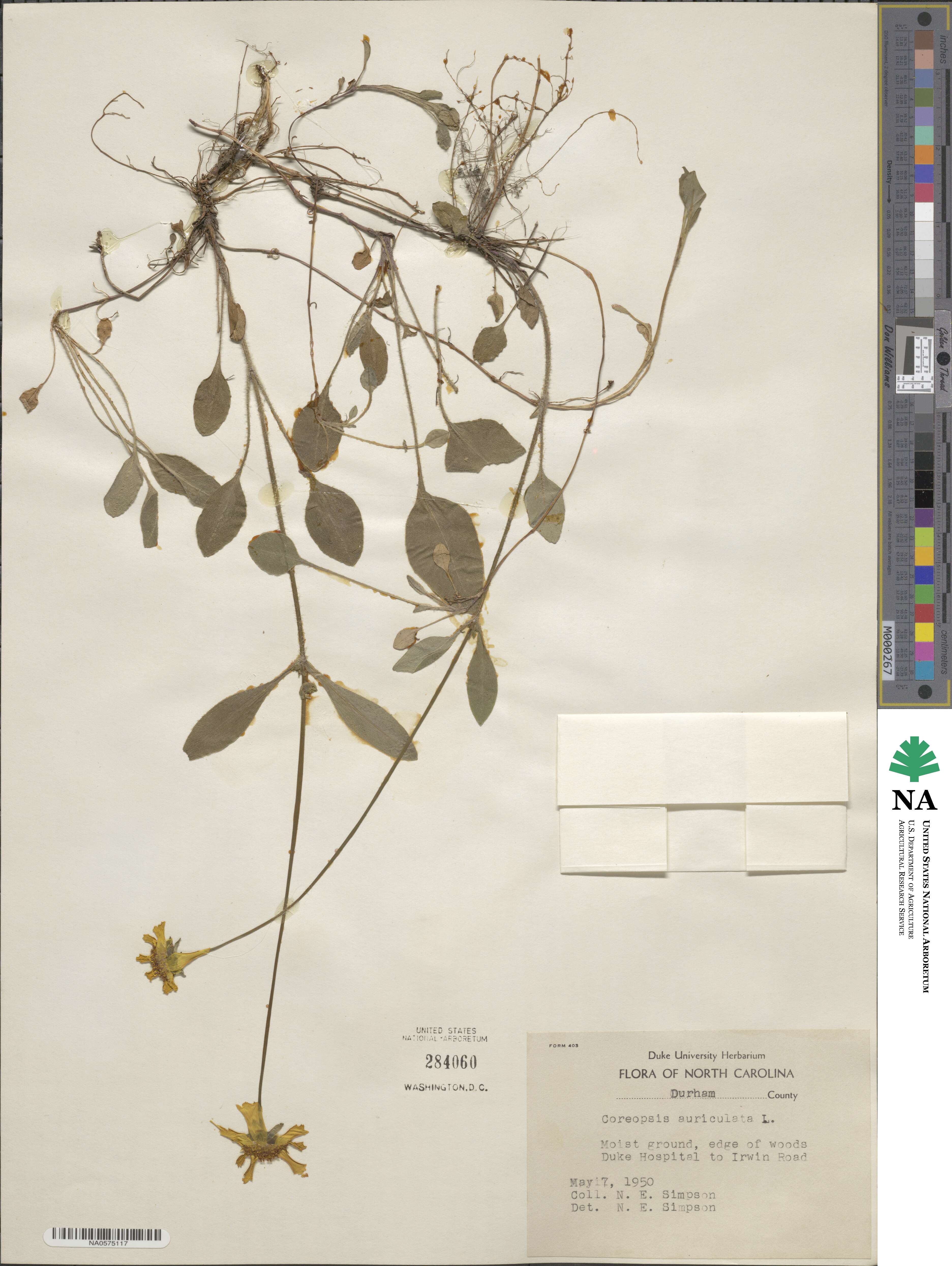 Coreopsis auriculata image