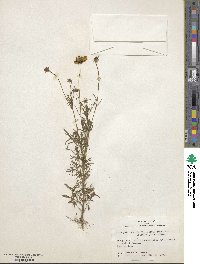 Coreopsis basalis image