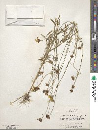 Coreopsis basalis image