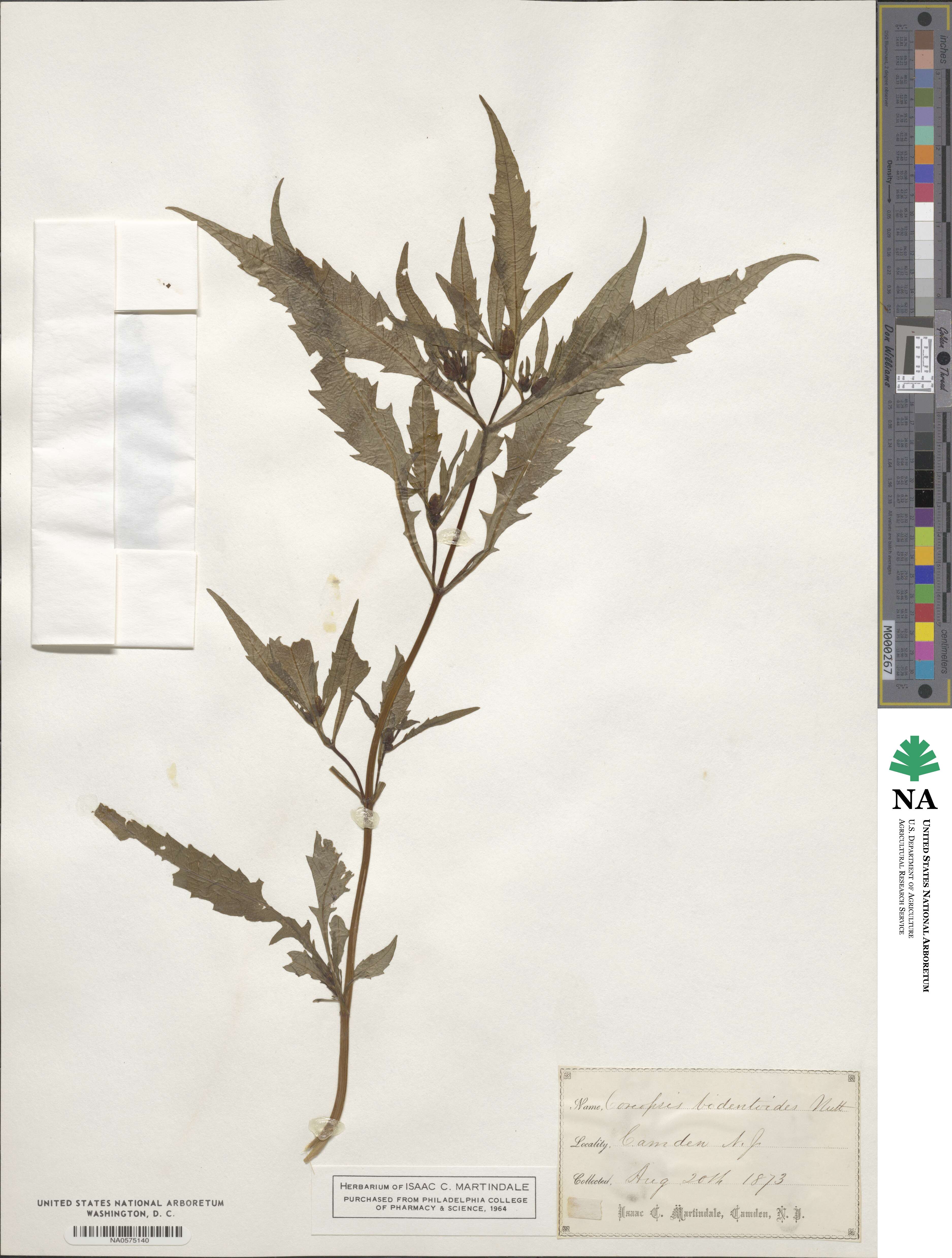 Bidens bidentoides image