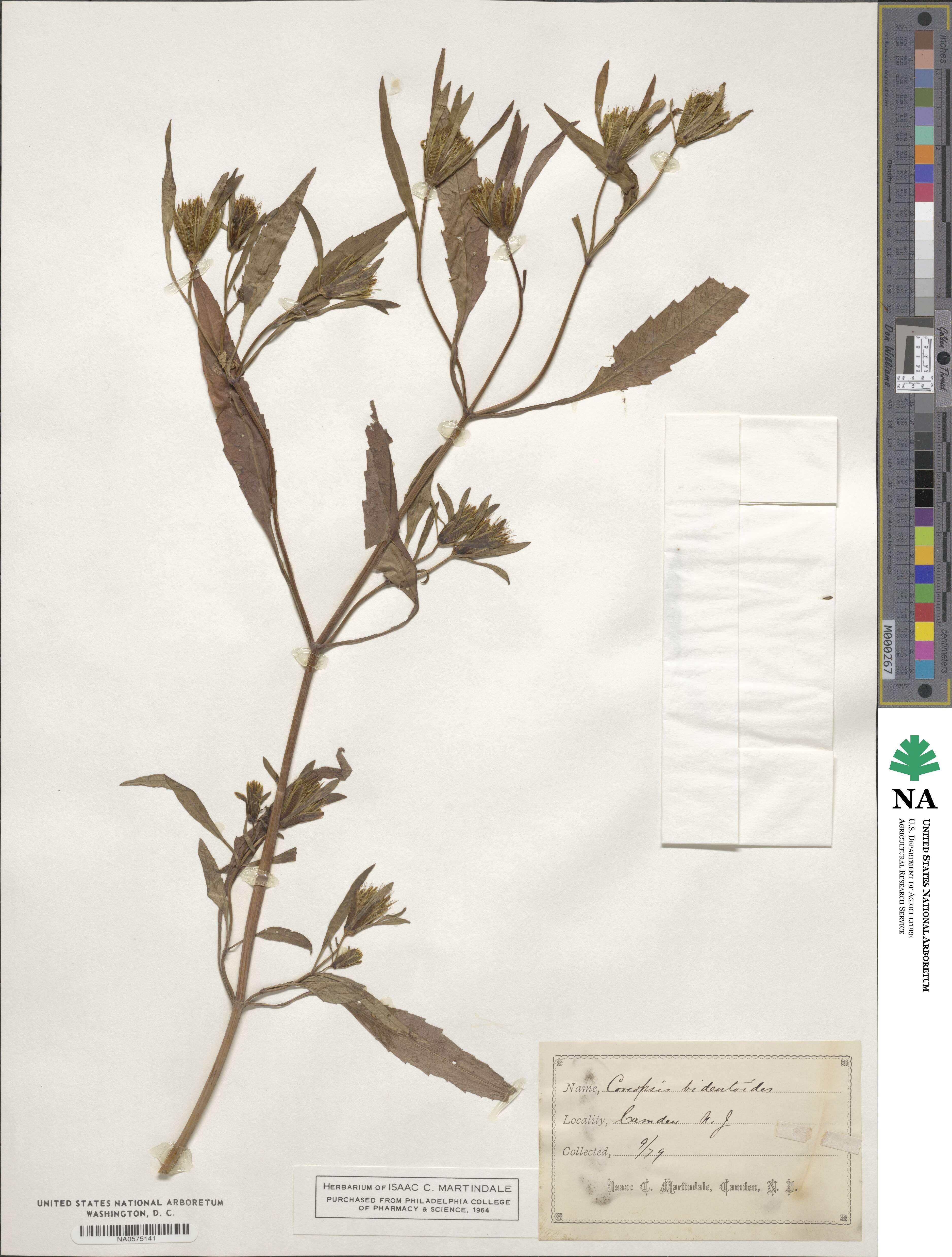 Bidens bidentoides image