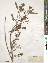 Bidens bidentoides image