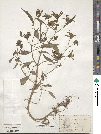 Bidens bidentoides image