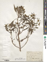 Bidens bidentoides image