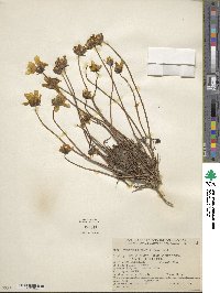 Coreopsis bigelowii image