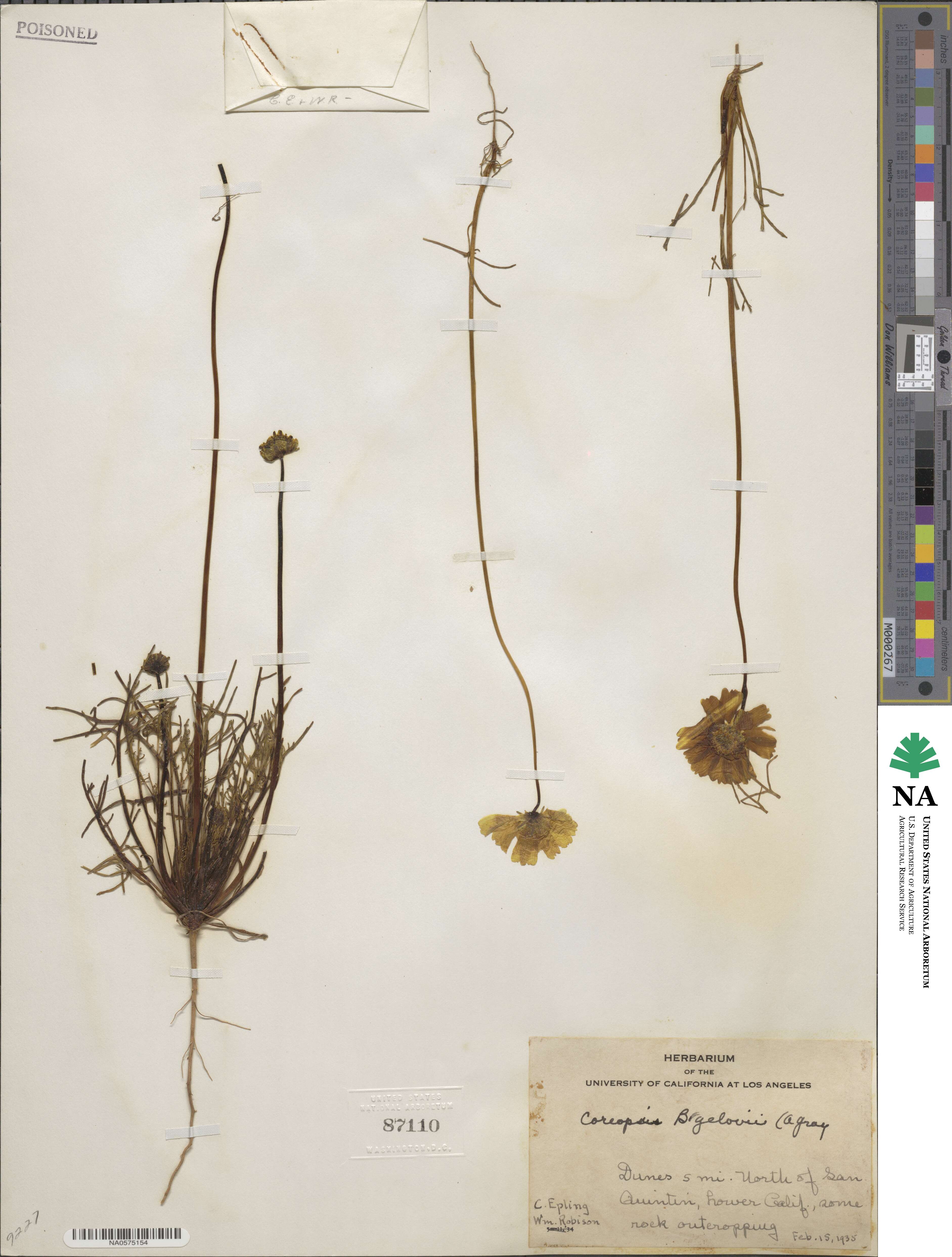 Coreopsis bigelowii image