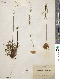 Coreopsis bigelowii image