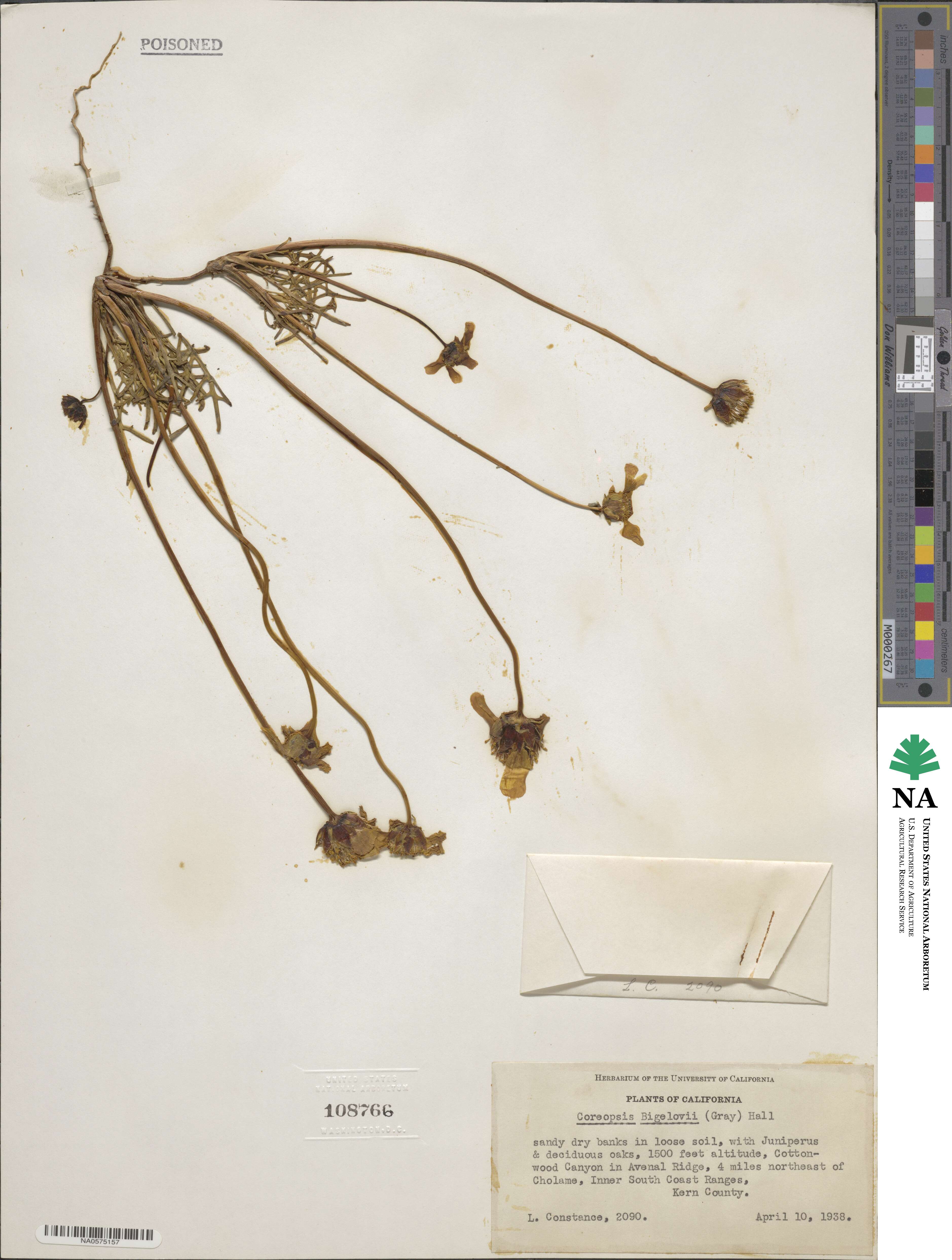 Coreopsis bigelowii image