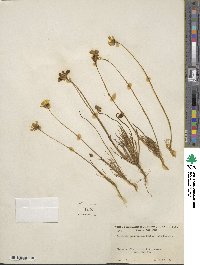 Coreopsis californica image