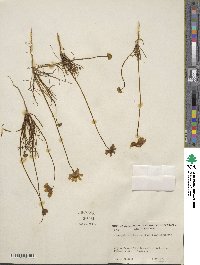 Coreopsis californica image