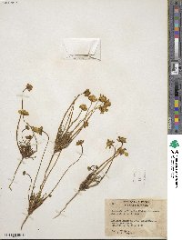 Coreopsis californica image