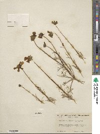 Coreopsis calliopsidea image