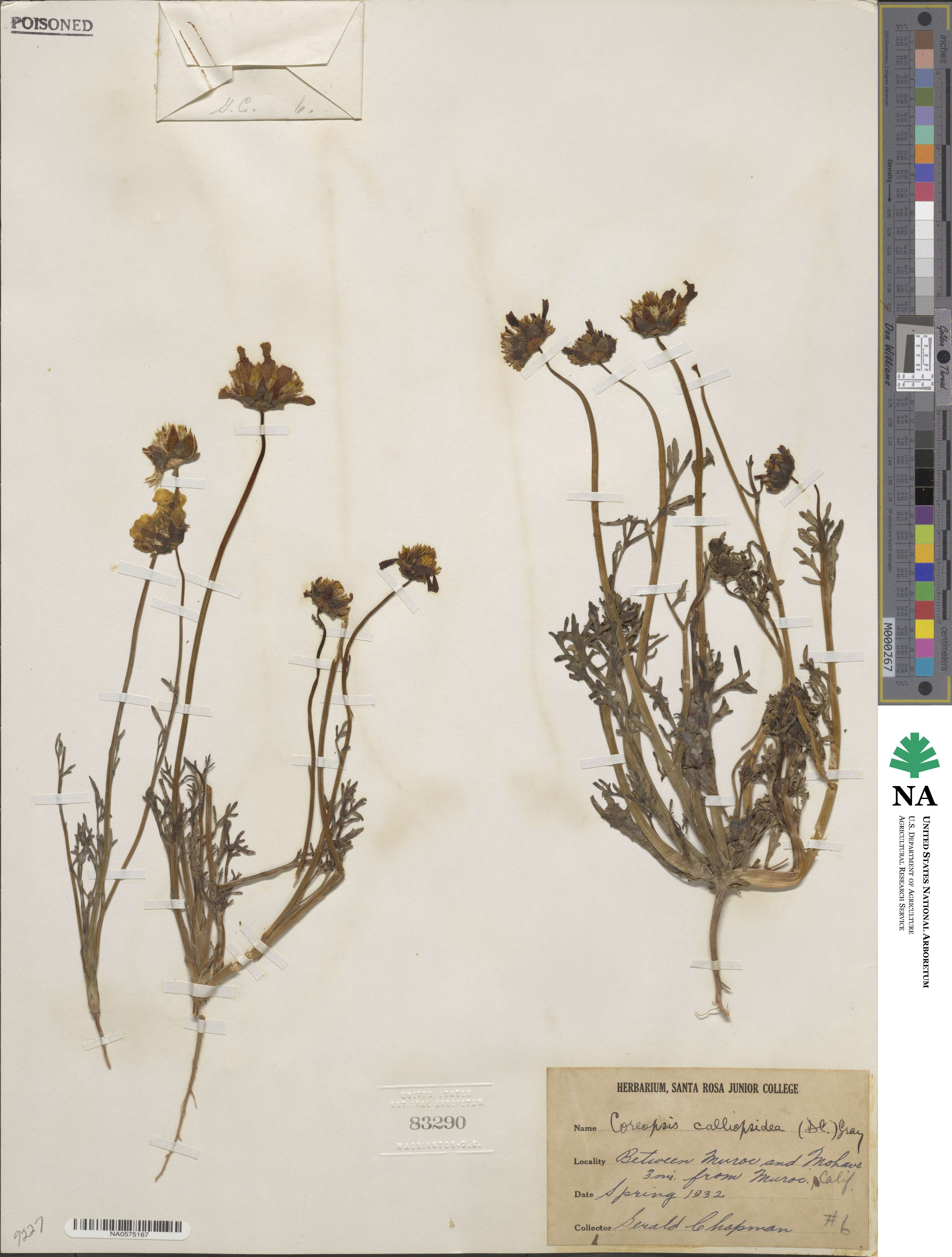 Coreopsis calliopsidea image