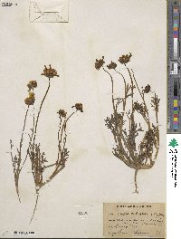 Coreopsis calliopsidea image