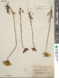 Coreopsis calliopsidea image