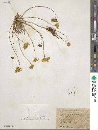 Coreopsis calliopsidea image