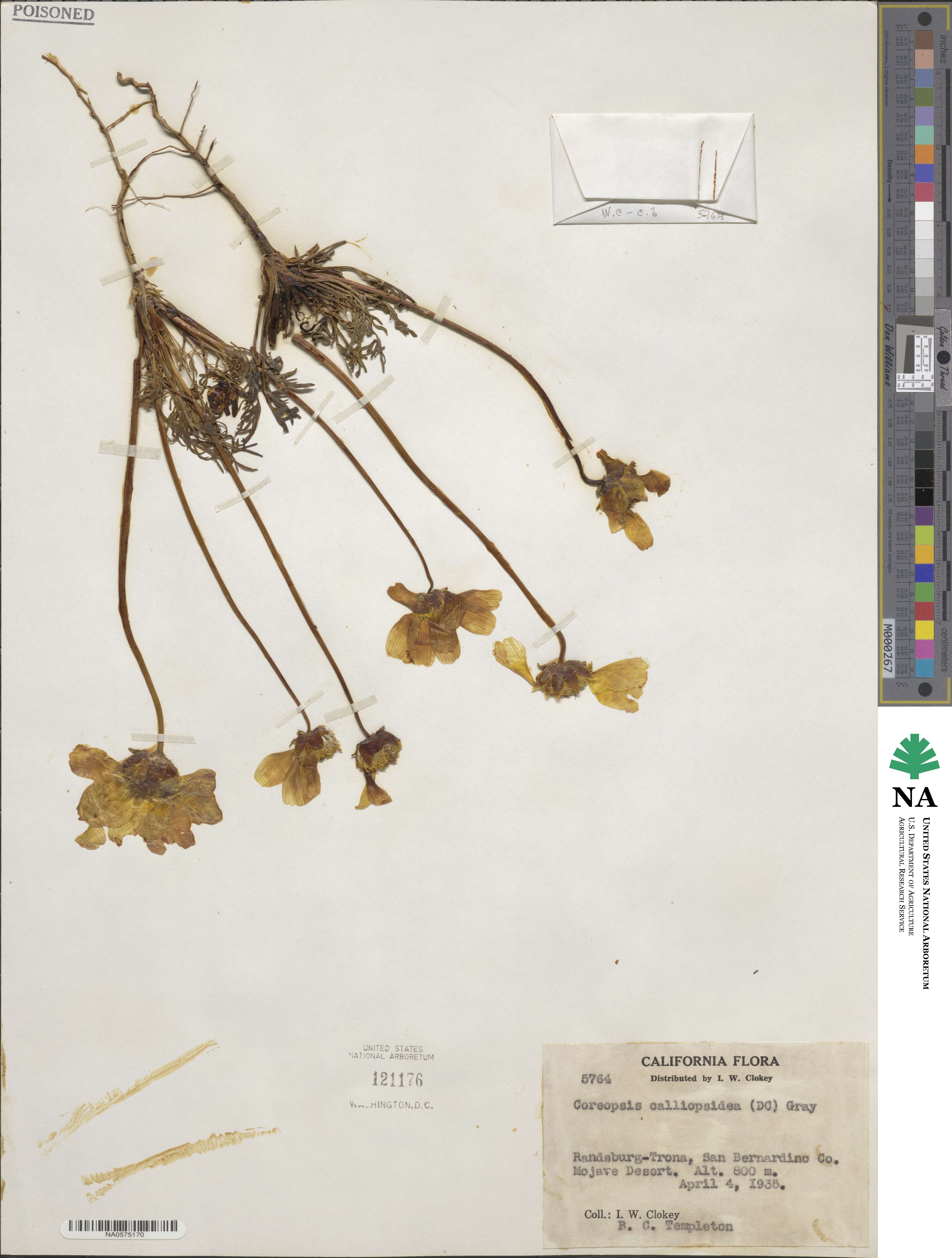 Coreopsis image