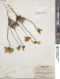 Coreopsis calliopsidea image