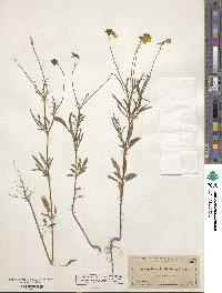 Coreopsis tinctoria image