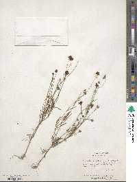 Coreopsis tinctoria image