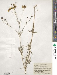 Coreopsis tinctoria image