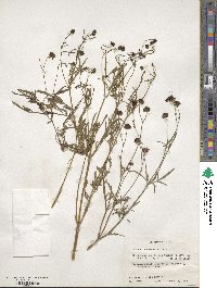 Coreopsis tinctoria image