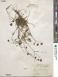 Coreopsis tinctoria image