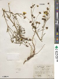 Coreopsis tinctoria image