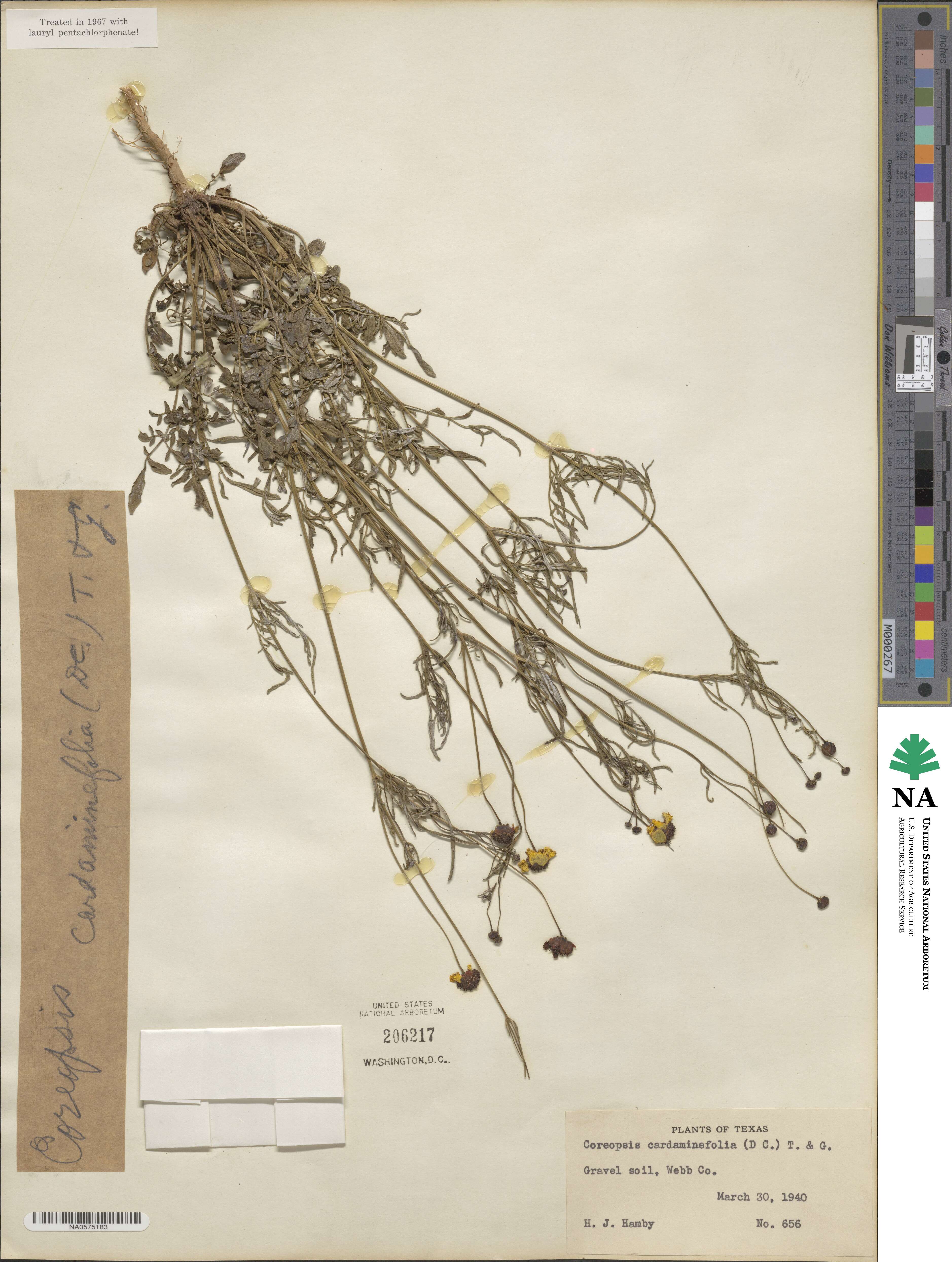Coreopsis tinctoria image