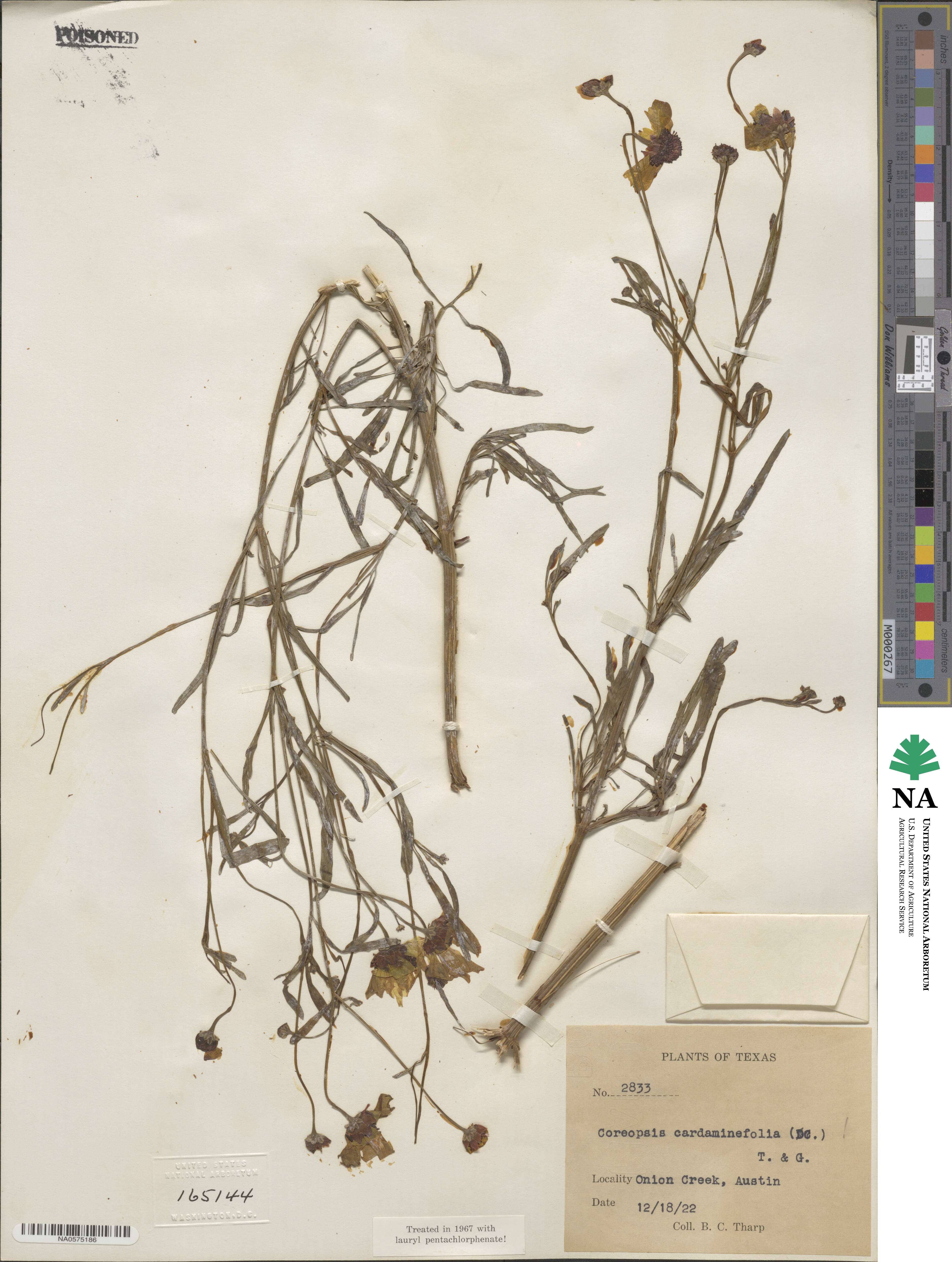 Coreopsis tinctoria image