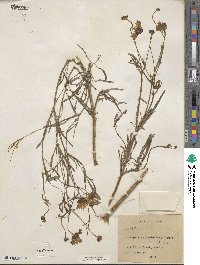 Coreopsis tinctoria image