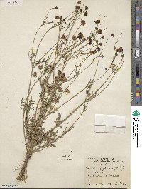 Coreopsis tinctoria image