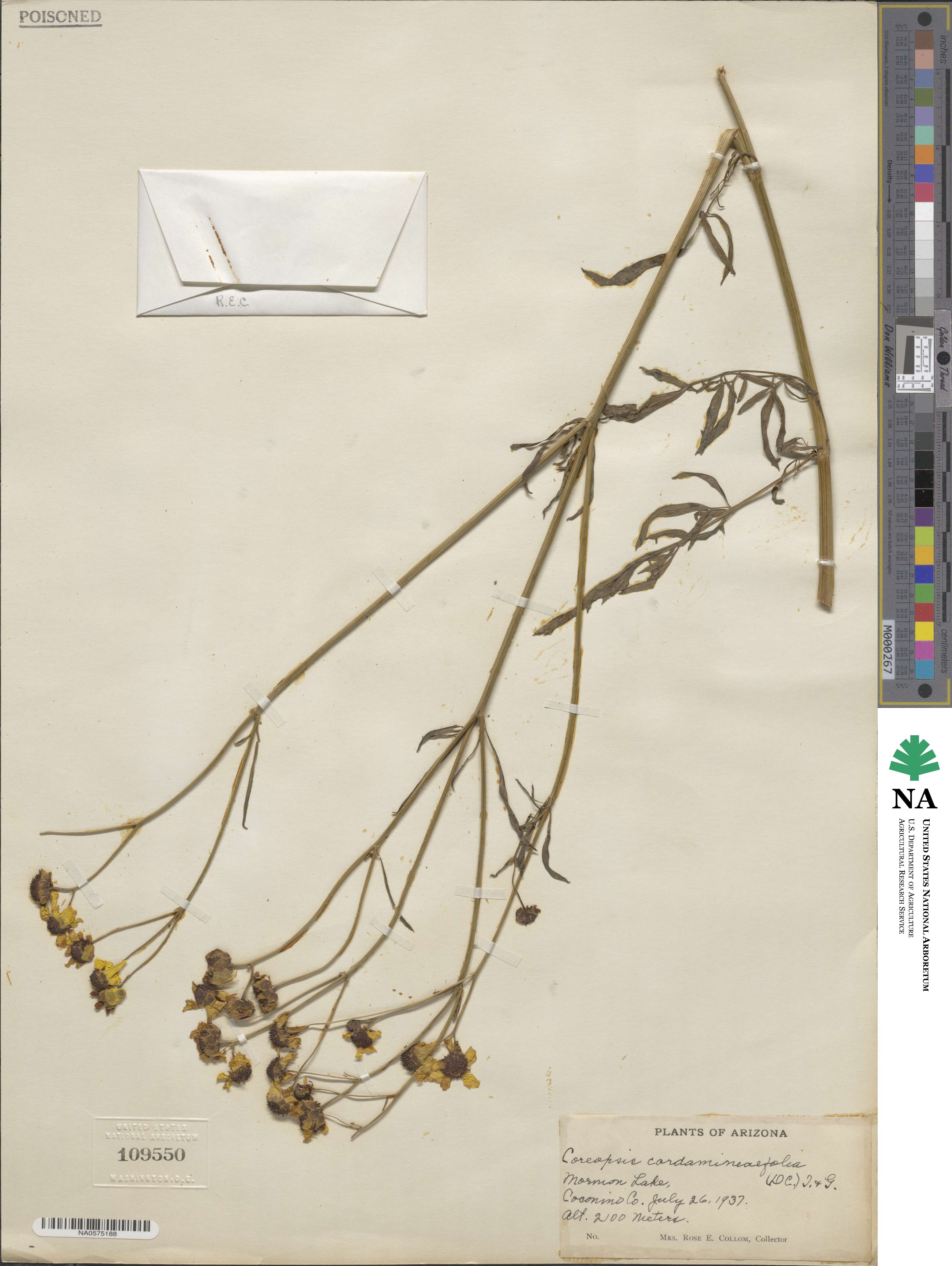 Coreopsis tinctoria image