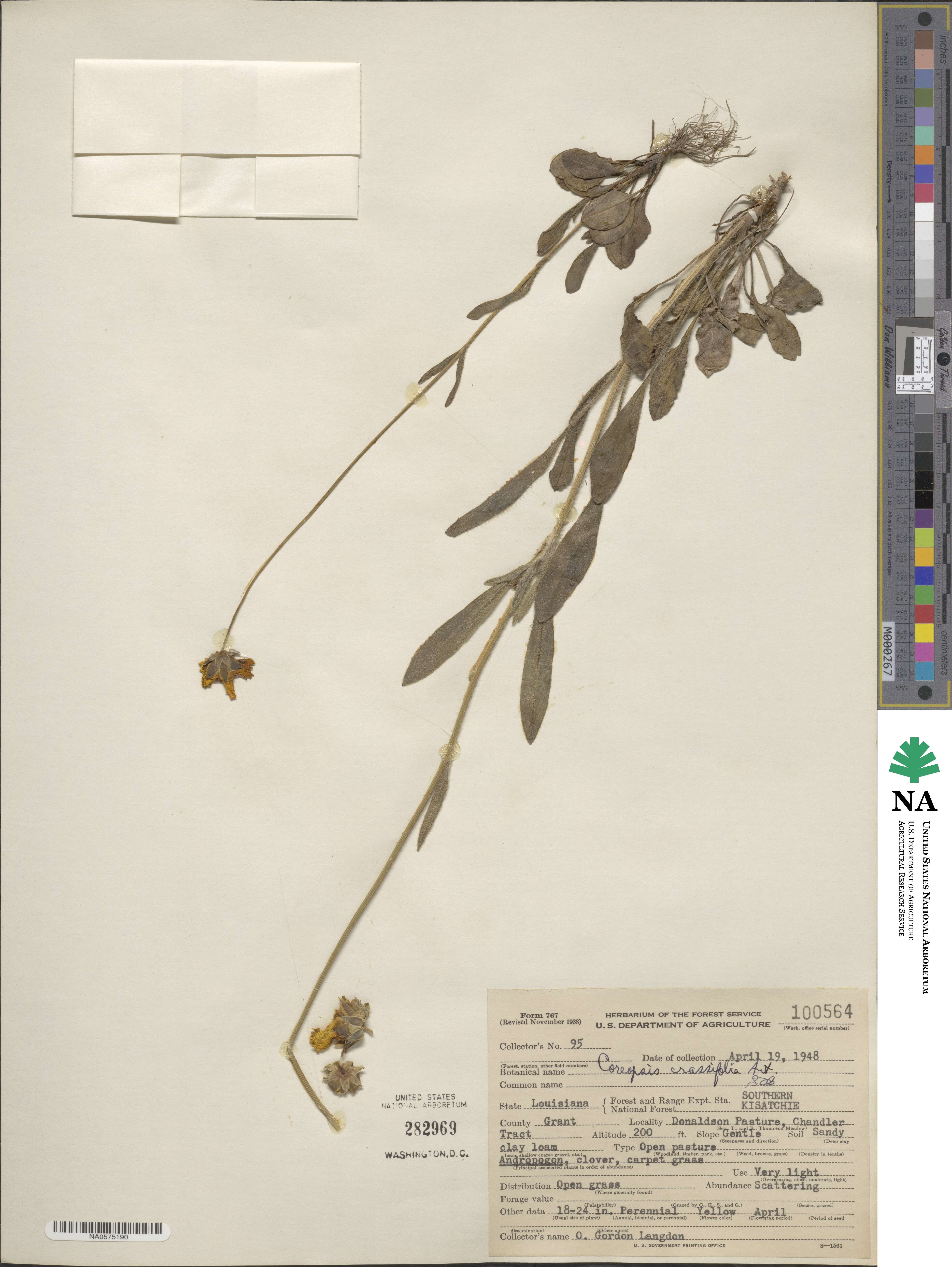 Coreopsis crassifolia image